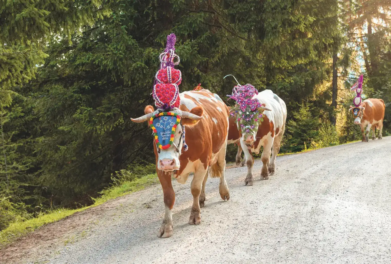 Geschmückte Kühe beim Almabtrieb im Berchtesgadener Land