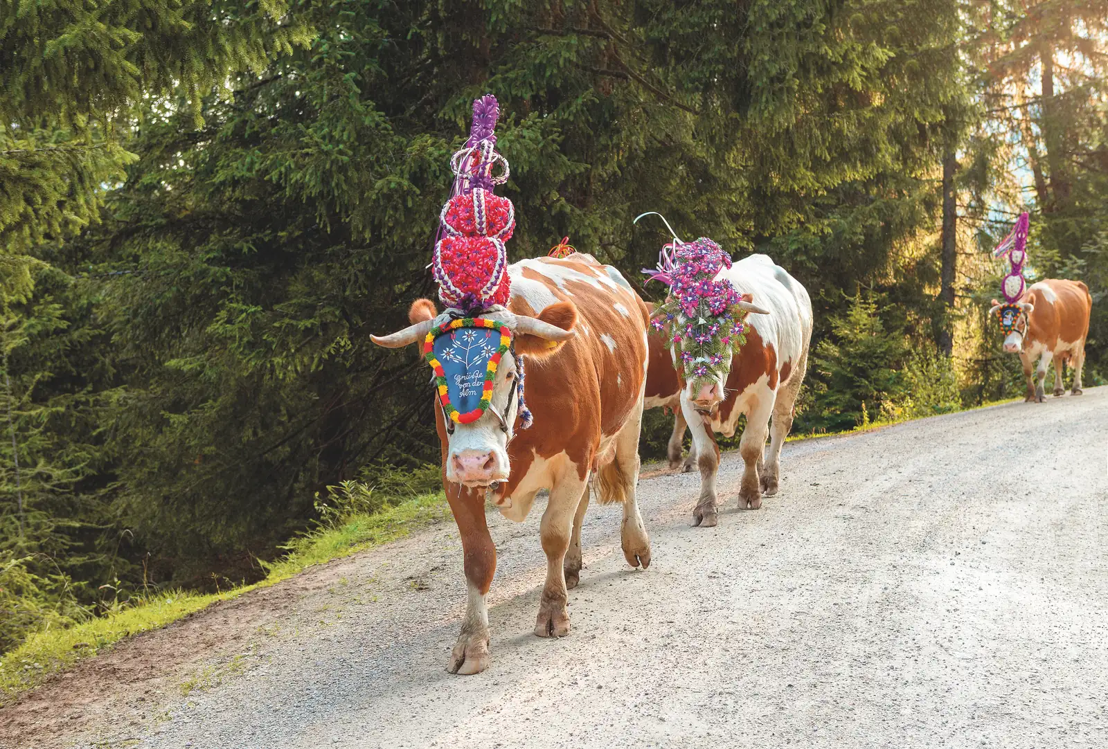 Geschmückte Kühe beim Almabtrieb im Berchtesgadener Land