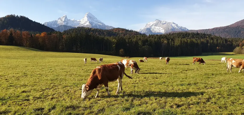 Kühe auf der Almwiese vor dem Watzmann im Herbst