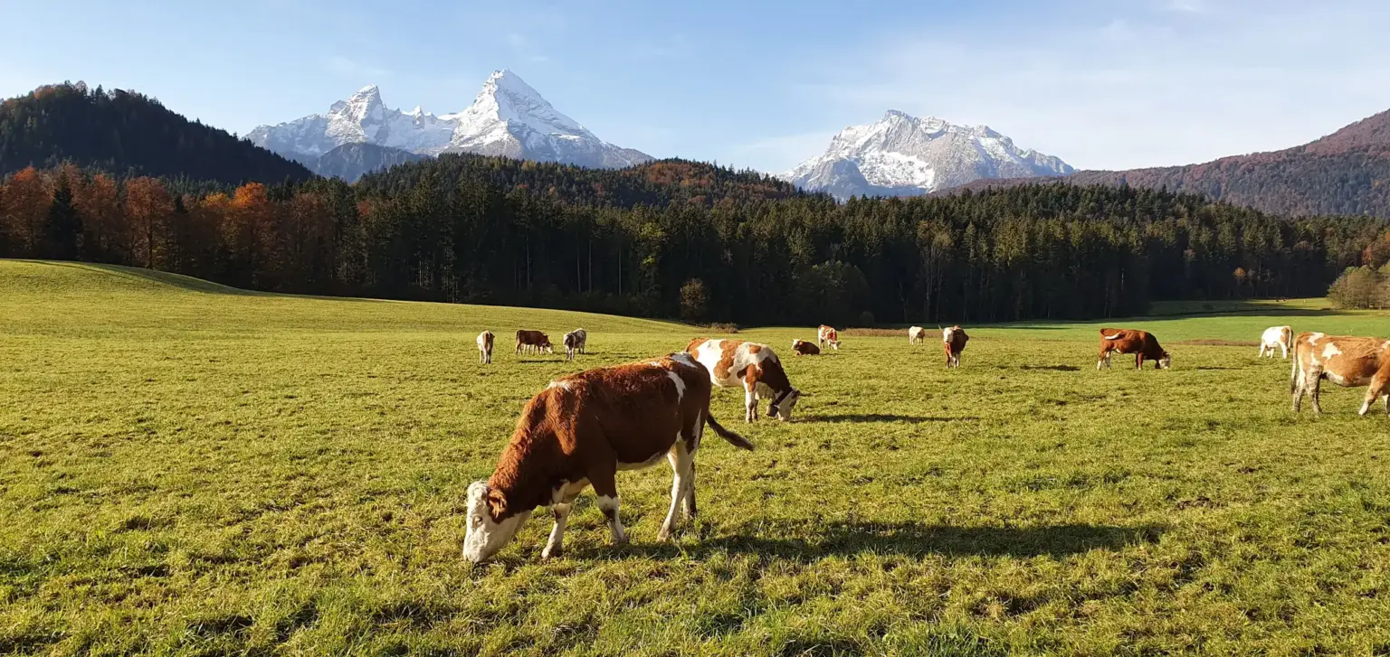 Kühe auf der Almwiese vor dem Watzmann im Herbst