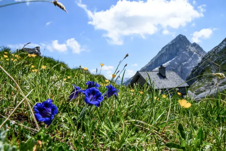Blühender Enzian am Watzmannhaus