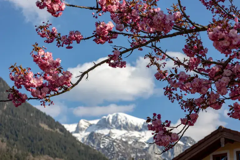 Blühende Kirschzweige vor schneebedeckten Gipfeln im Berchtesgadener Land