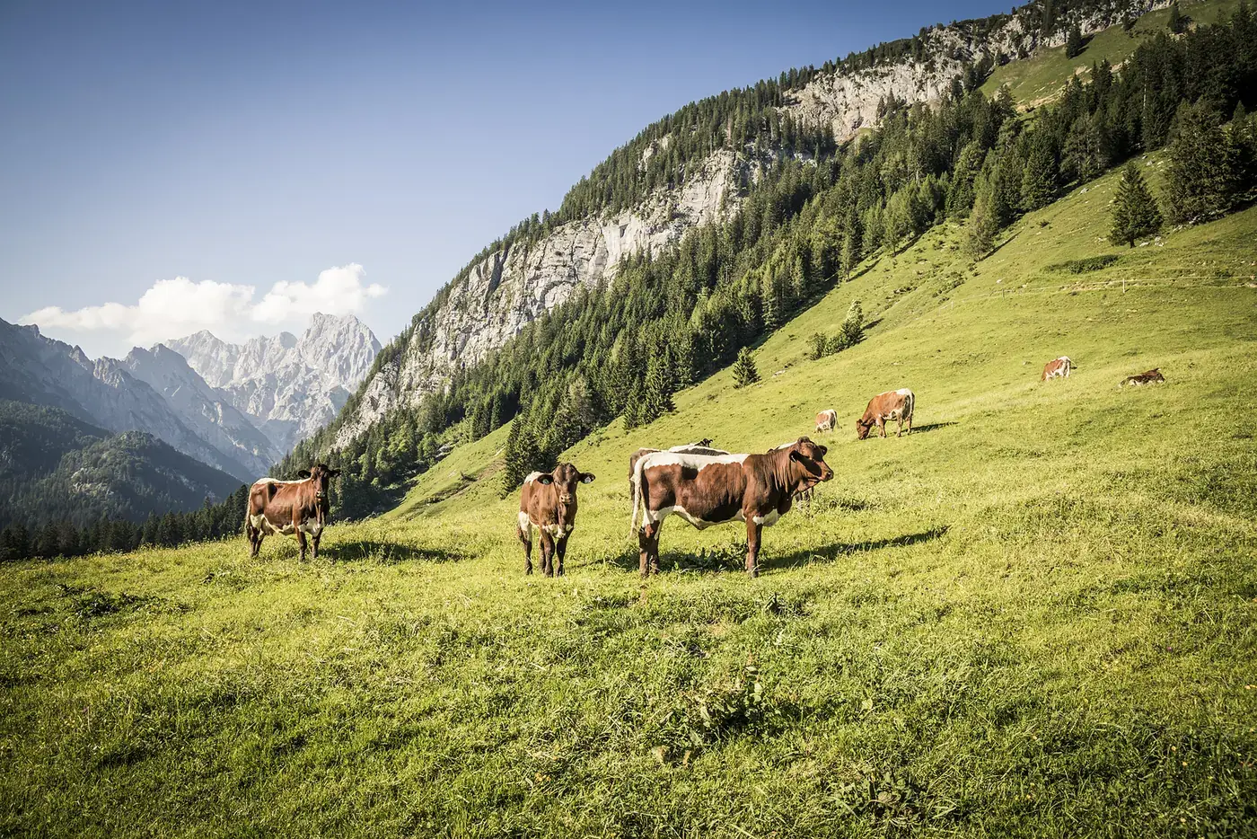 Kühe auf der Kammerlingalm am Hirschbichl
