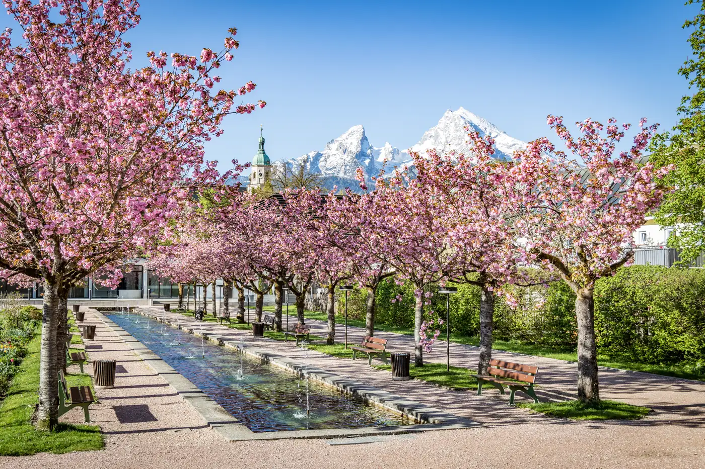 Kirschblüte im Kurgarten Berchtesgaden mit Watzmann