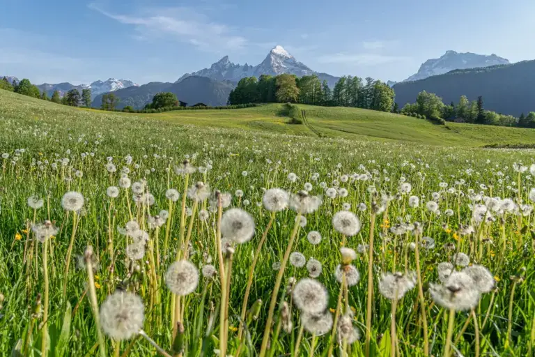 Löwenzahnwiese im Frühling mit Watzmann-Panorama