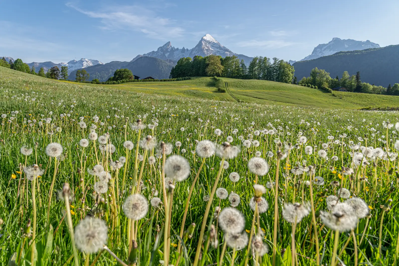 Löwenzahnwiese im Frühling mit Watzmann-Panorama