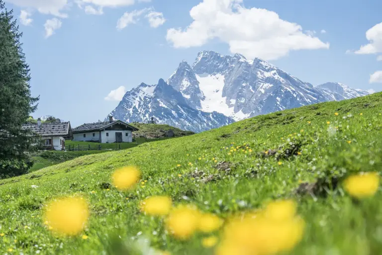 Blühende Bergwiese am SalzAlpenSteig mit Almhütten und Watzmann