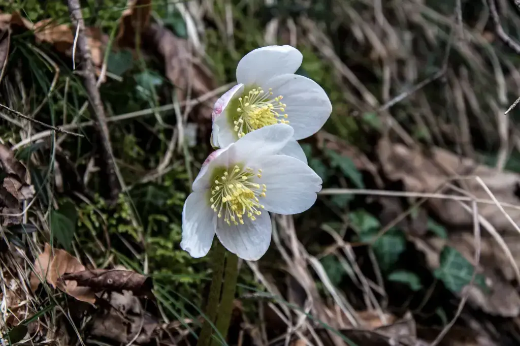 Blühende Schneerosen im Waldboden, eines der ersten Frühlingszeichen