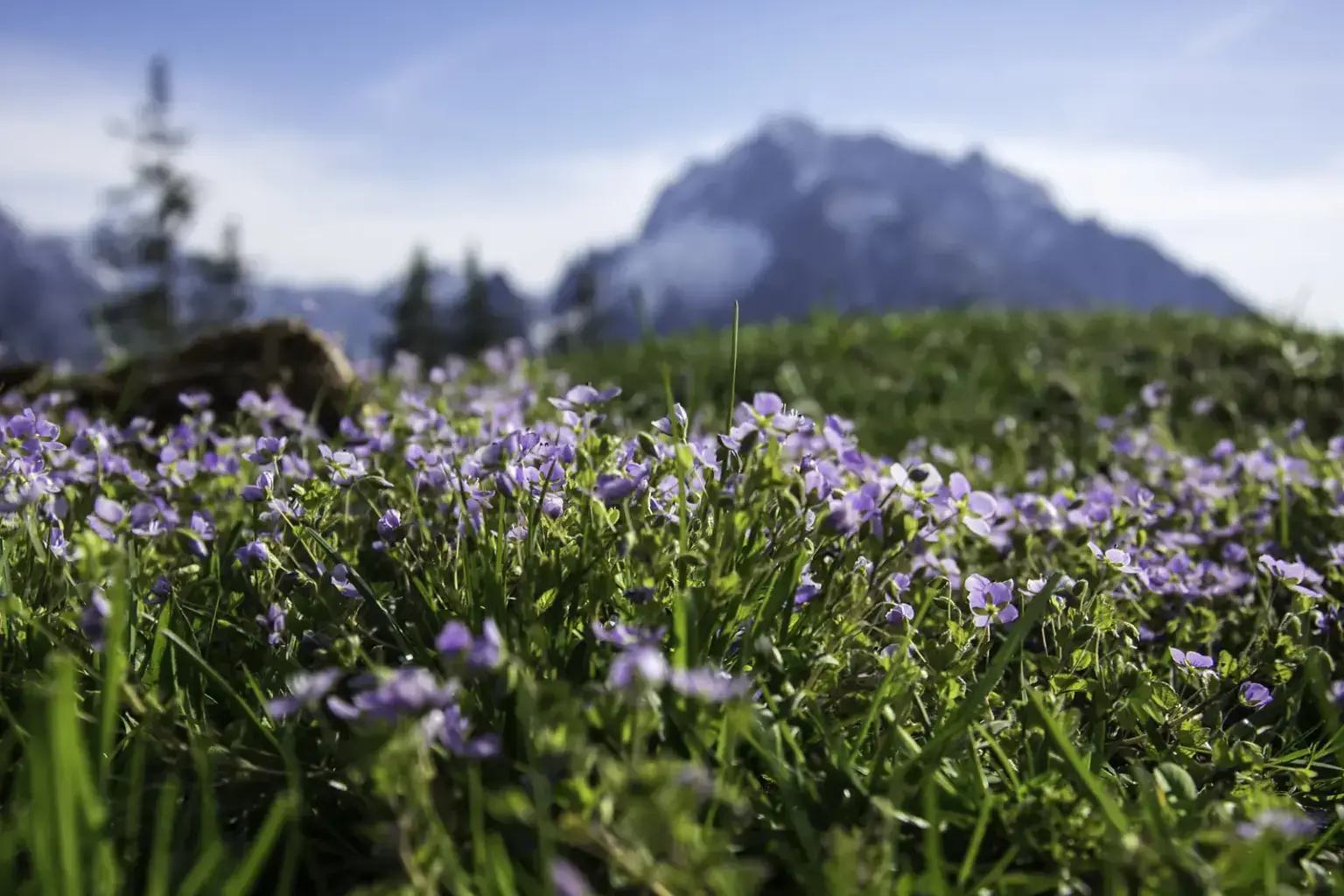 Blühende Frühlingswiese am Toten Mann mit Blick auf die Berge